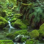 12 florestas tropicais temperadas ao redor do mundo