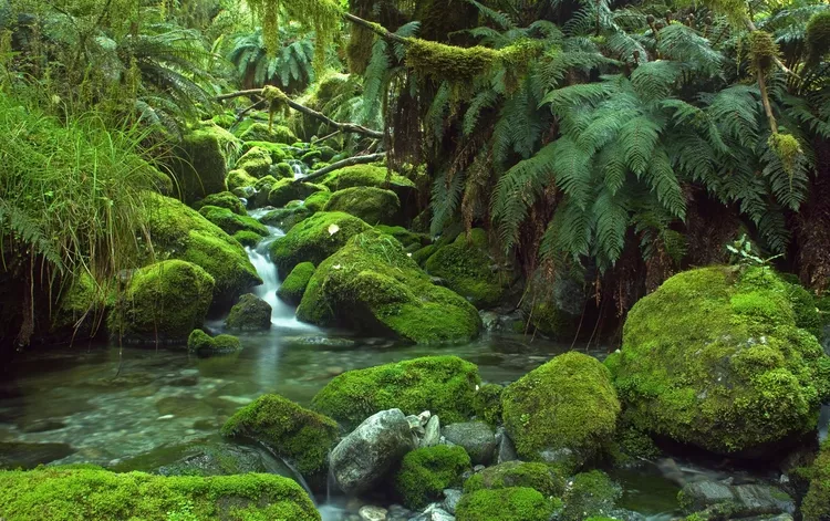 12 florestas tropicais temperadas ao redor do mundo