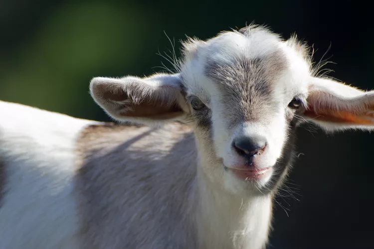 15 coisas que você não sabia sobre cabras