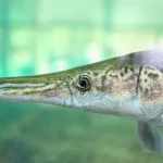 maiores peixes de água doce do mundo