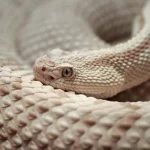 animais albinos