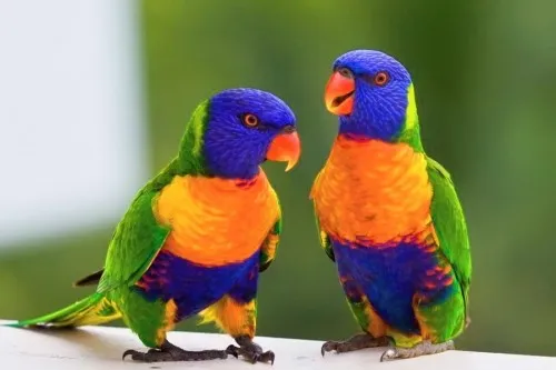 animais de estimação pequenos
