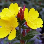 flores noturnas