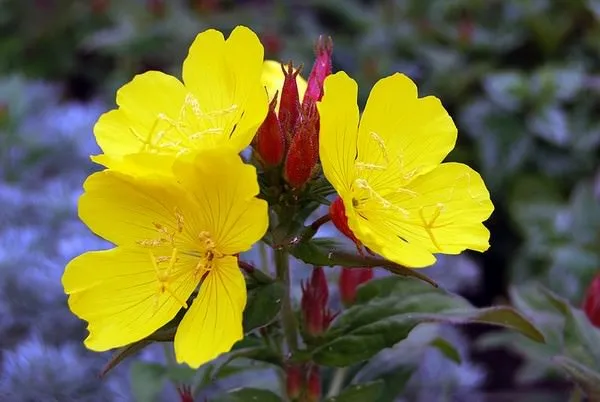 flores noturnas
