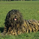11 cães de aparência mais interessante do mundo