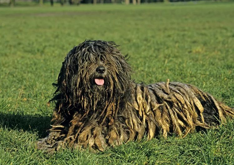 11 cães de aparência mais interessante do mundo