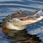 Qual é a diferença entre jacarés e crocodilos?