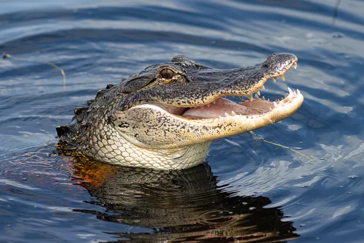 Qual é a diferença entre jacarés e crocodilos?
