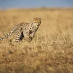 animais mais rápidos do mundo