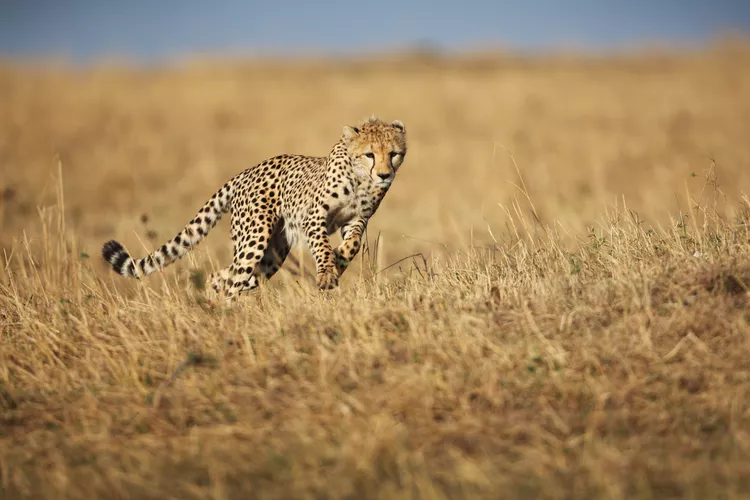 animais mais rápidos do mundo