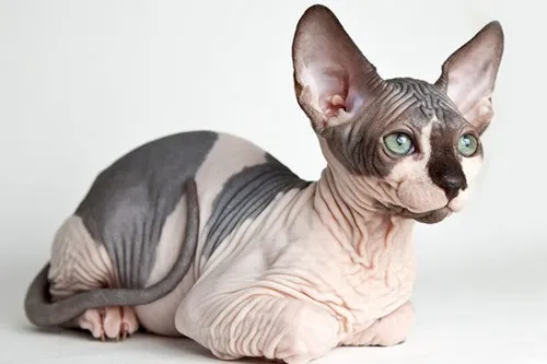 As 10 raças de gatos mais bizarras do mundo