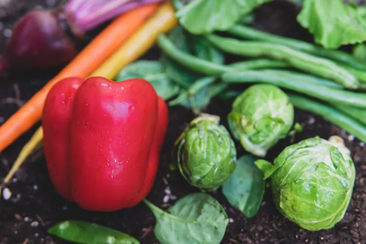Os 10 melhores vegetais para cultivar em sua horta