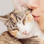 maneiras que os gatos tentam dizer que te amam