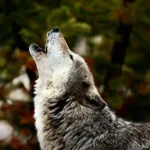 Por que os lobos uivam?