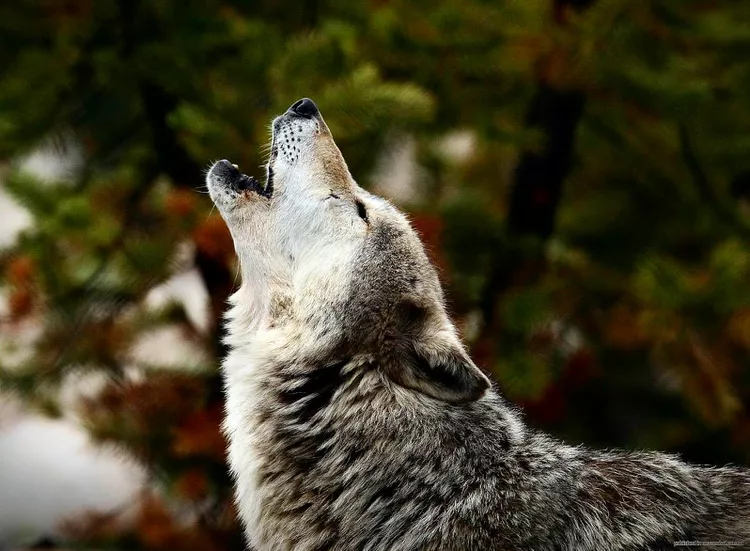 Por que os lobos uivam?