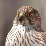 tipos de falcões e onde encontrá-los