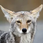 Qual é a diferença entre coiotes e lobos?