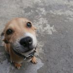 Por que os cães são tão leais?