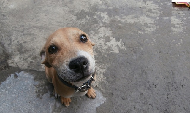Por que os cães são tão leais?
