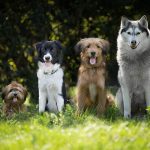 As 20 raças de cães mais leais