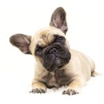 10 dos cães mais inteligentes do mundo