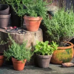 12 plantas que repelem insetos indesejados