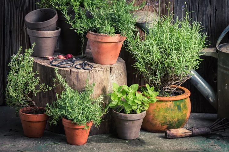 12 plantas que repelem insetos indesejados