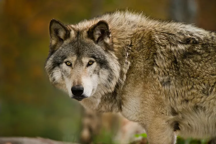 11 fatos interessantes sobre lobos