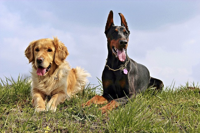 9 das maiores raças de cães do mundo