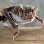 animais vampiros