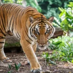 Curiosidades sobre tigres
