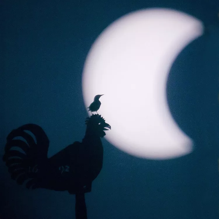 Como um eclipse solar afeta os animais?