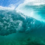 O que acontece com a vida selvagem marinha durante os furacões?