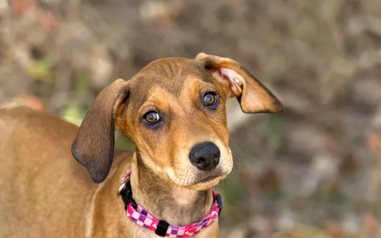 Por que os cães têm orelhas caídas?