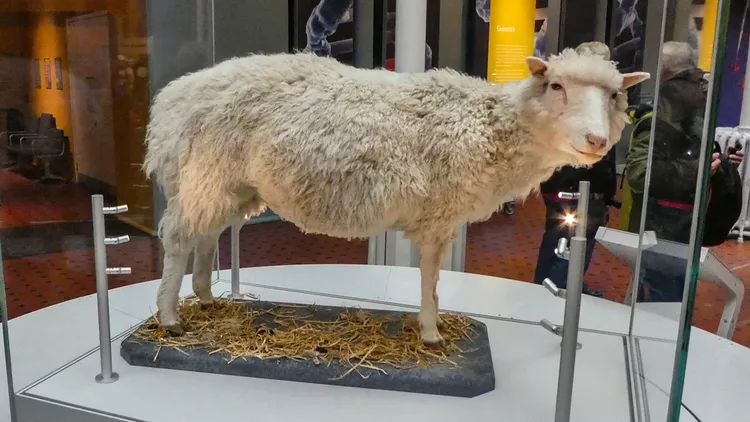 9 animais clonados menos conhecidos