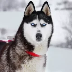 Por que os Huskies têm olhos azuis?