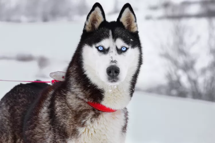 Por que os Huskies têm olhos azuis?