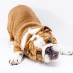 10 Raças de Cães Raras do Mundo