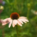 15 Melhores Plantas para Canteiros de Flores