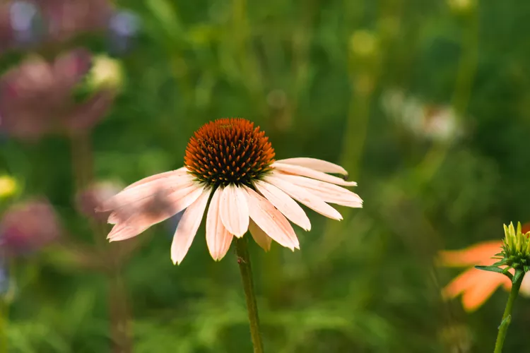 15 Melhores Plantas para Canteiros de Flores