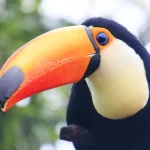 tucanos