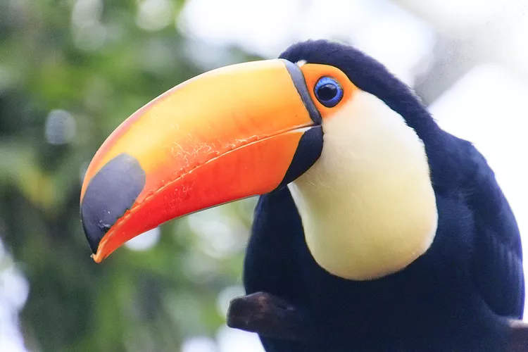 tucanos