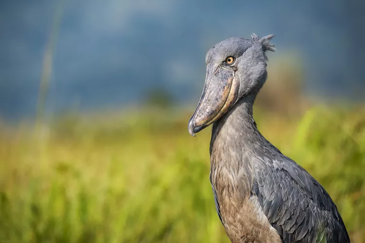animais incríveis que prosperam em pântanos