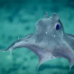 15 criaturas bizarras do fundo do mar