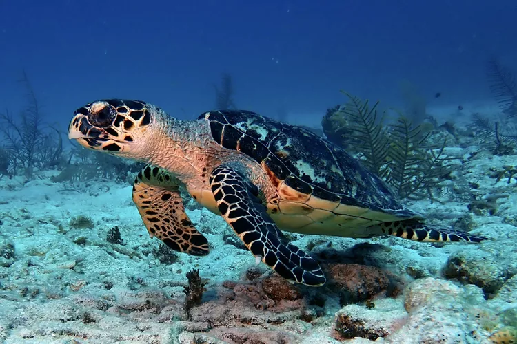 18 espécies estranhas de tartarugas e cágados