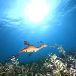 10 dos animais marinhos mais estranhos