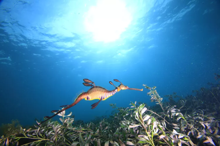 10 dos animais marinhos mais estranhos
