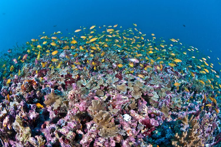 10 plantas e criaturas marinhas impressionantes no fundo do oceano