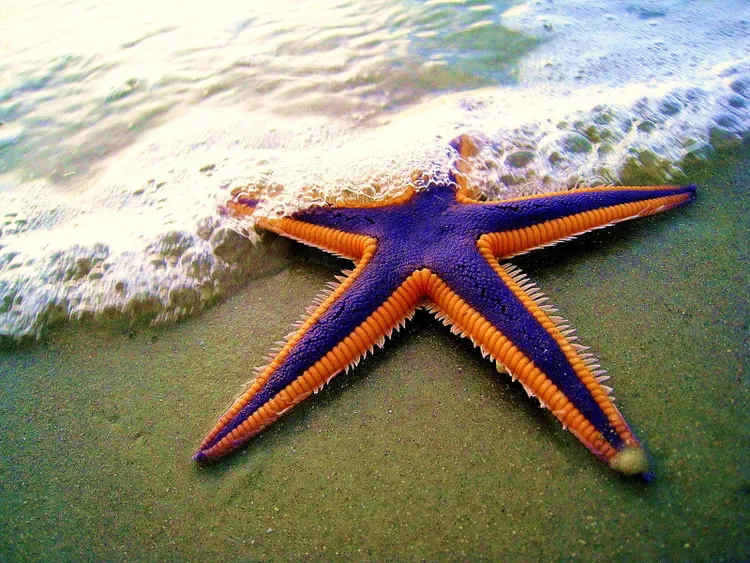 estrelas do mar