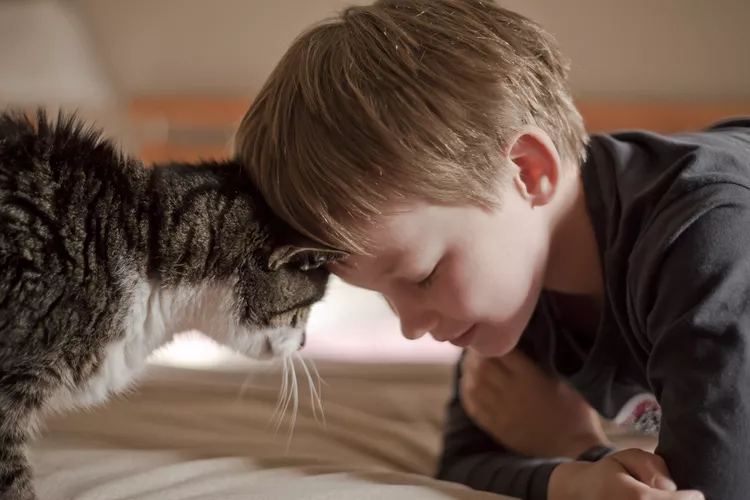 Por que os gatos dão cabeçadas?